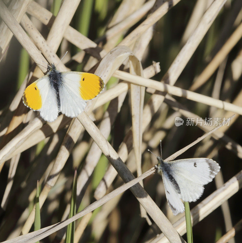 桔梗蝶(carcharis cardamines)